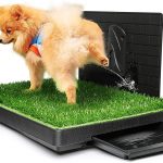 What Happens If a Dog Urinates on Artificial Grass? It’s Not as Bad!